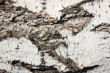 Birch bark texture natural background paper close-up