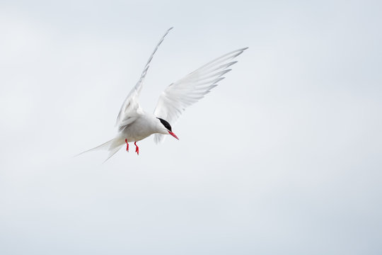 arctic tern in flight