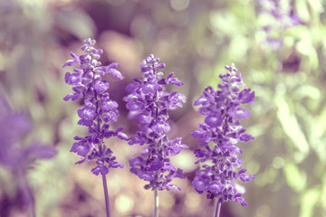 Blooming violet lavender flowers in sunny day