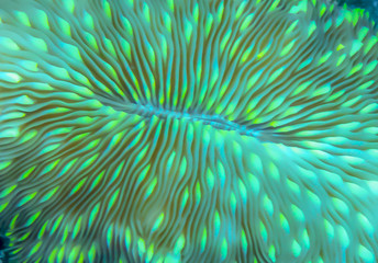 Neon green abstract close up mushroom coral - 208855570