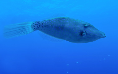 Naklejka premium Filefish Underwater Close Up Blue Stripes Dots