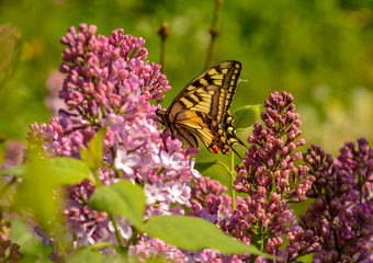 Fototapeta na wymiar Butterfly on a blooming lilac in a park in summer