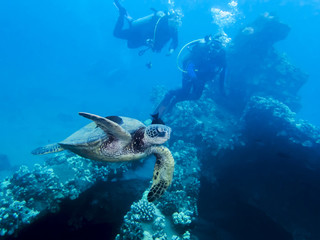 Green Sea Turtle in Hawaiian Ocean with Divers Beyond