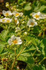 Bush Victoria in the early morning