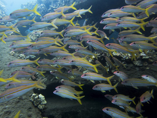 Large school of Yellowfin Goatfish Close Up