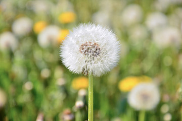 White dandelion close-up
