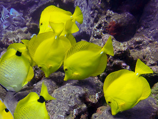 Close Up Yellow Tang Tropical Fish School Feeding on Rock