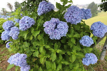 かざはやの里　あじさい花壇