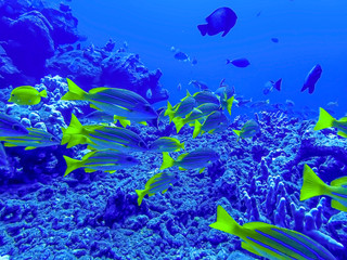 Fototapeta na wymiar School of Blue Striped Snapper Yellow Tropical Fish Underwater