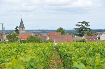 Fototapeta na wymiar French Vines
