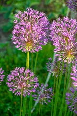 Flowering decorative purple onion