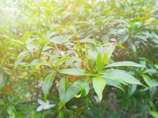 Soft Focus branch and leave with sunlight on nature background (Cape Jasmine, Cape Gardenia), Space for text in template. Bokeh, Ecological Concept.