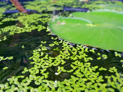 Top view of leaves Duckweed with water in pond, green leaf as a background, Natural green wallpaper, Ecological Concept. Space for text in template. (Lemnaceae)