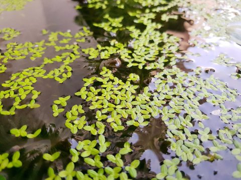 Top view of leaves Duckweed with water in pond, green leaf as a background, Natural green wallpaper, Ecological Concept. Space for text in template. (Lemnaceae)
