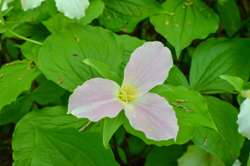 Pink wildflower in the woods