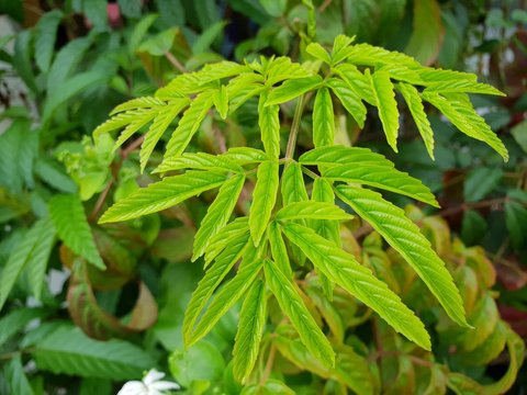 Top view of leaves leea rubra as a background. Natural green wallpaper, Ecological Concept. (Leea guineensis, Leeaceae)
