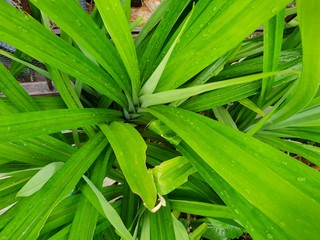 Top view of green leaves pandom wangi or Pandanus Palm as a background, water drop on green leaf background, Ecological Concept. (Fragrant Pandan, Pandanus amaryllifolius  Roxb, Pandanaceae), 