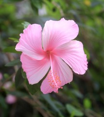 Pink Hibiscus