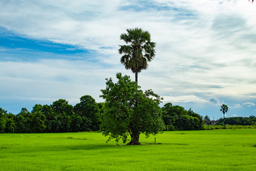 The beauty of the sky and rice fields.