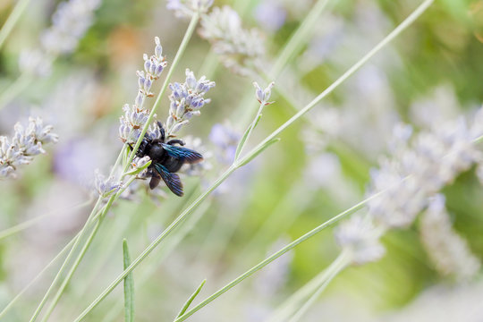 Blue carpenter bee perching on lavender stalks in italian garden