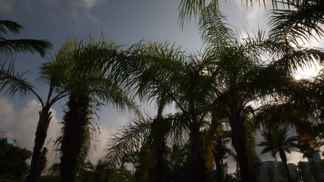 sunny day zhuhai city park palm top blue sky slow motion panorama 4k china
