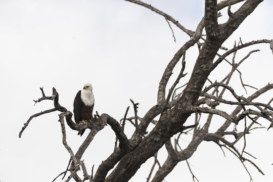 African Fish Eagle on the branch of a tree