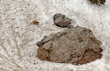 Marmots in Laguzape-Walsertal