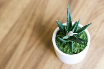 Up close of a diamond wedding ring tucked in a small green plant in a white pot on a wooden background 
