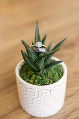 Wedding rings places in a small green plant in a white pot on a wooden background 