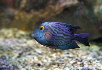 close up on beautiful tropical fish in the reef