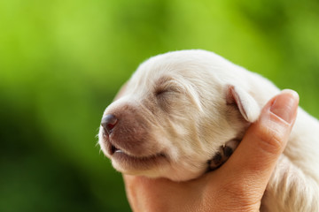 Newborn puppy dog head held in woman palm - closeup