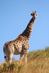 Giraffe in the African wild
