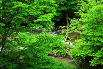 Fototapeta premium 葛丸渓流 新緑の一の滝