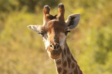 Giraffe in the African wild