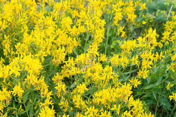 yellow wildflowers (Fabaceae) in forest