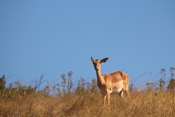 Impala in the African wild