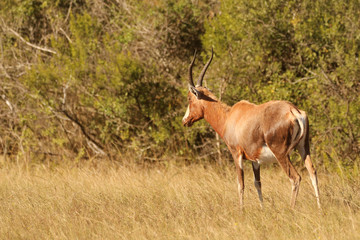 Blesbok in the African wild