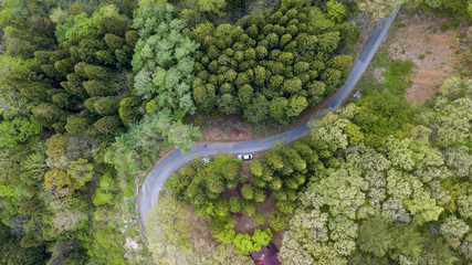 aerial view looking down in forest