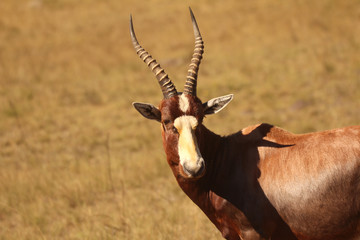 Blesbok in the African wild