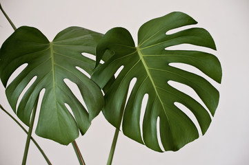Monstera leaf on plain background