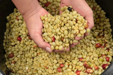 Green coffee beans in hand
