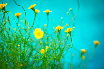 Fototapeta na wymiar small pretty yellow daisy on blue background