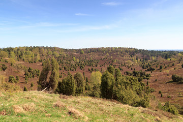 Fototapeta na wymiar Heathland panorama view to basin Totengrund in Lüneburg Heath near Wilsede, Germany
