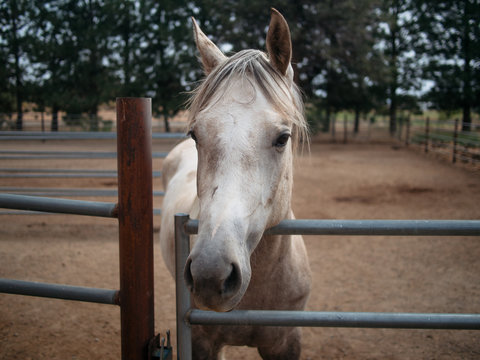 White horse in pen with head over metal bar.