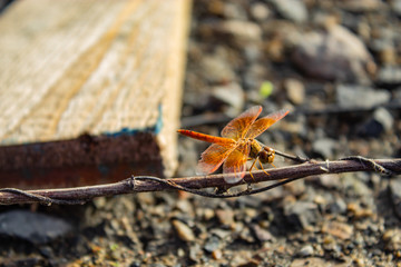 The dragonfly brown, red, on a wooden.