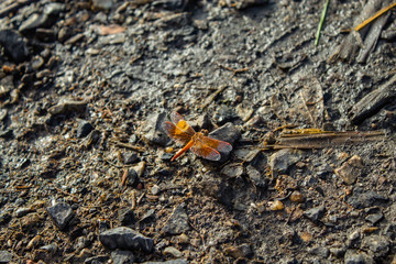 The dragonfly brown, red, on a stone.