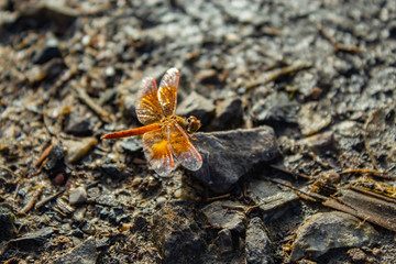 The dragonfly brown, red, on a stone.