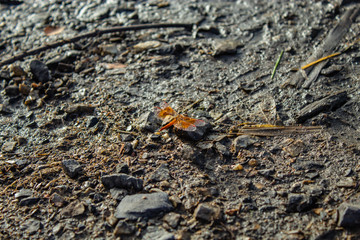 The dragonfly brown, red, on a stone.