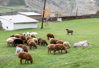 Flock of sheep in the mountain settlement, Azerbaijan, Quba region