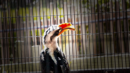 Orange Beak hornbill © Thomas